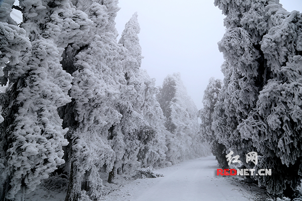 雪峰山雪景震撼来袭!